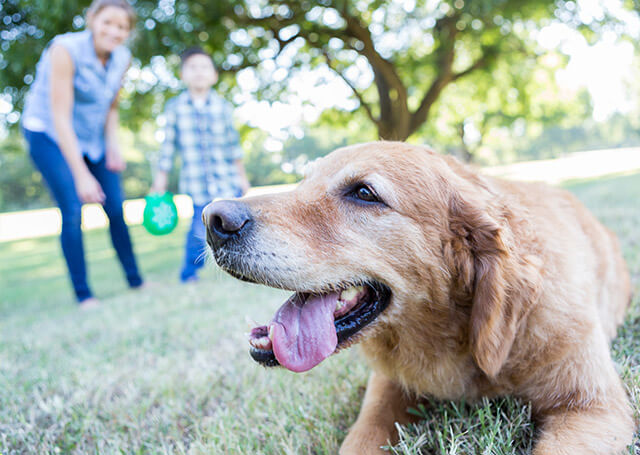 Dog Resting on Grass